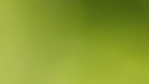 Celebra el Día Nacional del té, preparándolo en casa o disfrutando de las ofertas para la fecha.