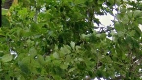 ICE ha realizado muchos arrestos este año en las cortes migratorias de 26 Federal Plaza (NYC).