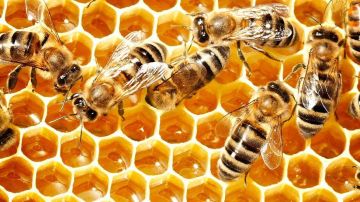 Abejas miel