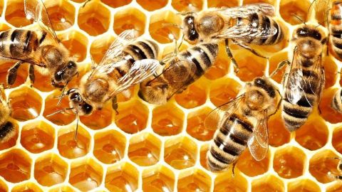 Abejas miel