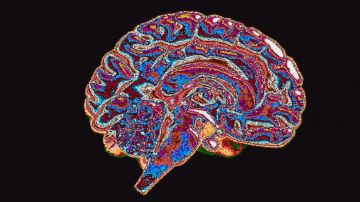 Neurociencia