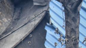 Recuperaron varios cadáveres de los escombros.