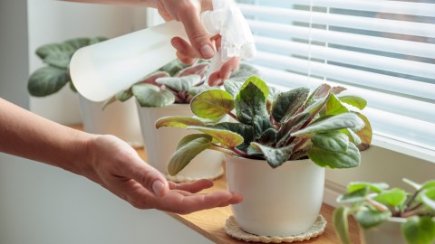 Regar plantas