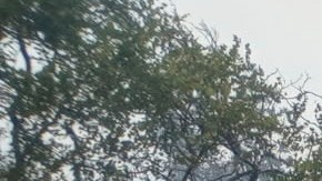 El fuego inició por un rayo, pero luego de una seman resurgió por las altas temperaturas y fuertes vientos.