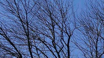 Trump ha asegurado que los centros de educación superior han sido controlados por la "extrema izquierda".