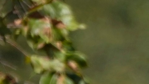 Muerte de Breonna Taylor en Kentucky