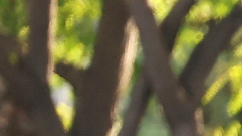 se registraron algunos actos violentos durante cuatro días, que fueron usados por Trump para enviar a cerca de 5,000 militares a proteger edificios federales.