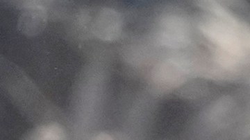 La Asociación Mexicana de Productores de Carne celebró también la decisión de la USDA de la reapertura para la importación de ganado.