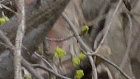 La mujer dejó a su bebé en un contenedor de basura en Nevada. Foto referencial.