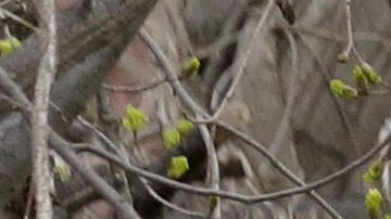La mujer dejó a su bebé en un contenedor de basura en Nevada. Foto referencial.