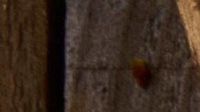 Aprende tres recetas deliciosas de la gastronomía venezolana.