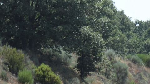 Muerte de Diogo Jota.