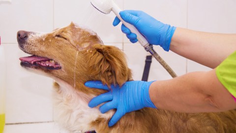 Estética canina