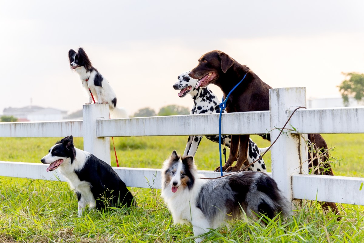 Las 10 razas de perros que se conectan con el alma de sus dueños