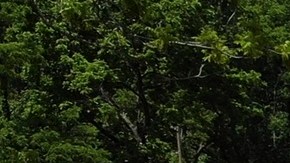 Los huracanes Milton y Helene provocaron daños devastadores en 2024 en EE.UU.