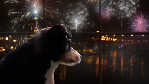 Proteger a los perros de los fuegos artificiales