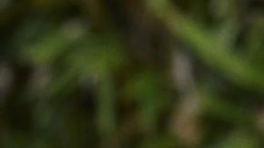 Starbucks trae de regreso un sabor muy popular: frambuesa y solo por la temporada de verano.