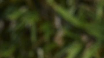 Starbucks trae de regreso un sabor muy popular: frambuesa y solo por la temporada de verano.