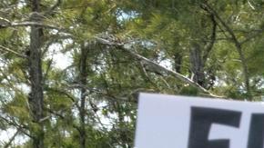 Activistas de inmigración y familiares de detenidos asisten a una conferencia de prensa y una manifestación frente a la entrada del centro de detención Alligator Alcatraz, en la Reserva Nacional Big Cypress, Ochopee, Florida, EE. UU., el 22 de julio de 2025.