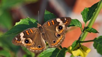 Mariposas