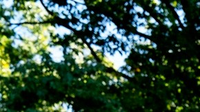 Administración Trump pide a 'dreamers' que se autodeporten: “DACA no otorga estatus legal”