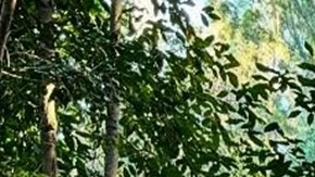 Iba en su casa rodante a autodeportarse, pero ICE lo detuvo antes de llegar a la frontera