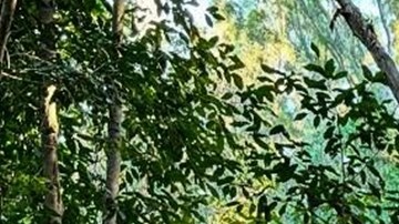 Iba en su casa rodante a autodeportarse, pero ICE lo detuvo antes de llegar a la frontera