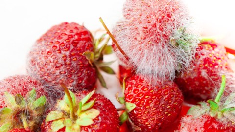 Los alimentos con moho se deben descartar aunque tenga solo una pequeña parte con moho.