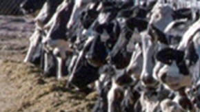 La USDA anunció la reapertura parcial de las importaciones de ganado mexicano