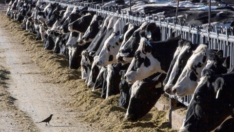 La USDA anunció la reapertura parcial de las importaciones de ganado mexicano