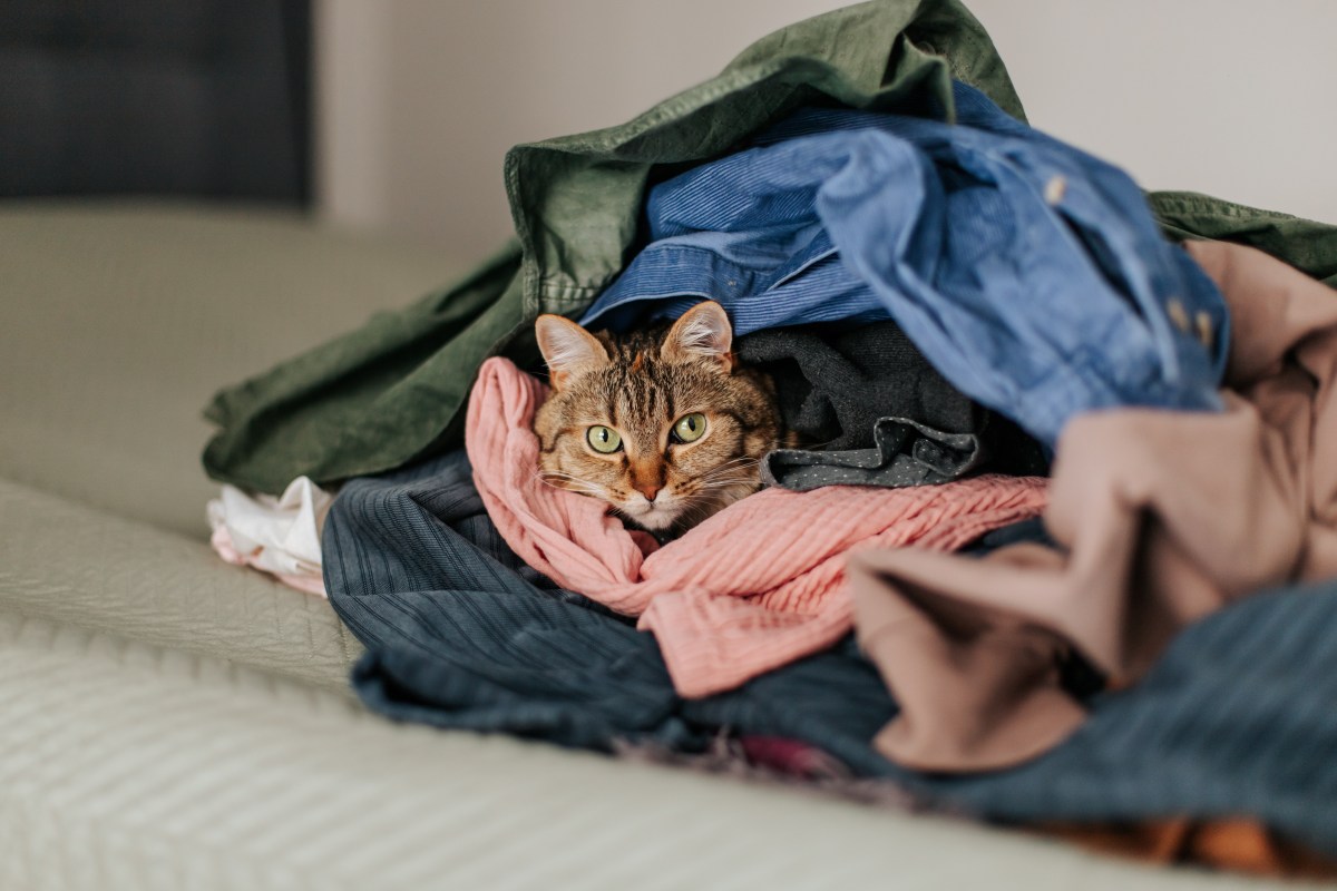 Gato que "roba" la ropa ajena tiene a su dueña de cabeza: publicó las prendas en Facebook