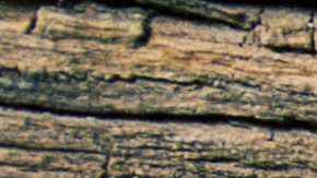 Solo se acuñaron 6,600 unidades de Indian Princess en 1855, lo que la convierte en una de las versiones más escasas de esta denominación.