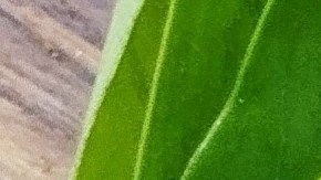 La guanábana tiene compuestos farmacológicos que ayudan a prevenir enfermedades.