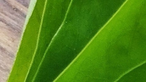 La guanábana tiene compuestos farmacológicos que ayudan a prevenir enfermedades.