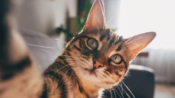 Gato