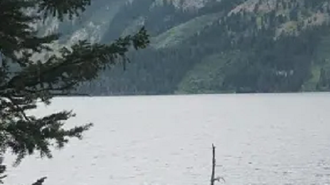 Autoridades presumen que se trata de un oso pardo.