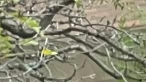 Familiares de Allan Feliz rechazan que el NYPD no despida al oficial que lo mató