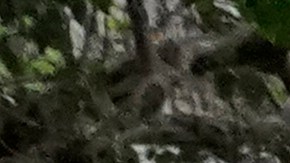 Manifestantes a favor del TPS en Florida