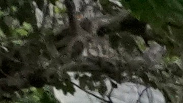 Manifestantes a favor del TPS en Florida