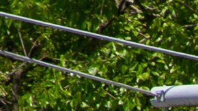 Rikers Island, que se encuentra en crisis, está bajo supervisión federal desde el año 2015 en medio de los repetitivos problemas sistemáticos.