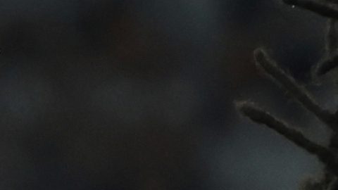 Jules Koundé renueva con el FC Barcelona hasta el 2030 con el objetivo de la Champions League