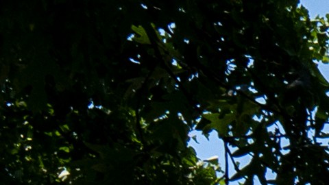 Los republicanos buscan mantener y ampliar su mayoría en la Cámara de Representantes (220-212).