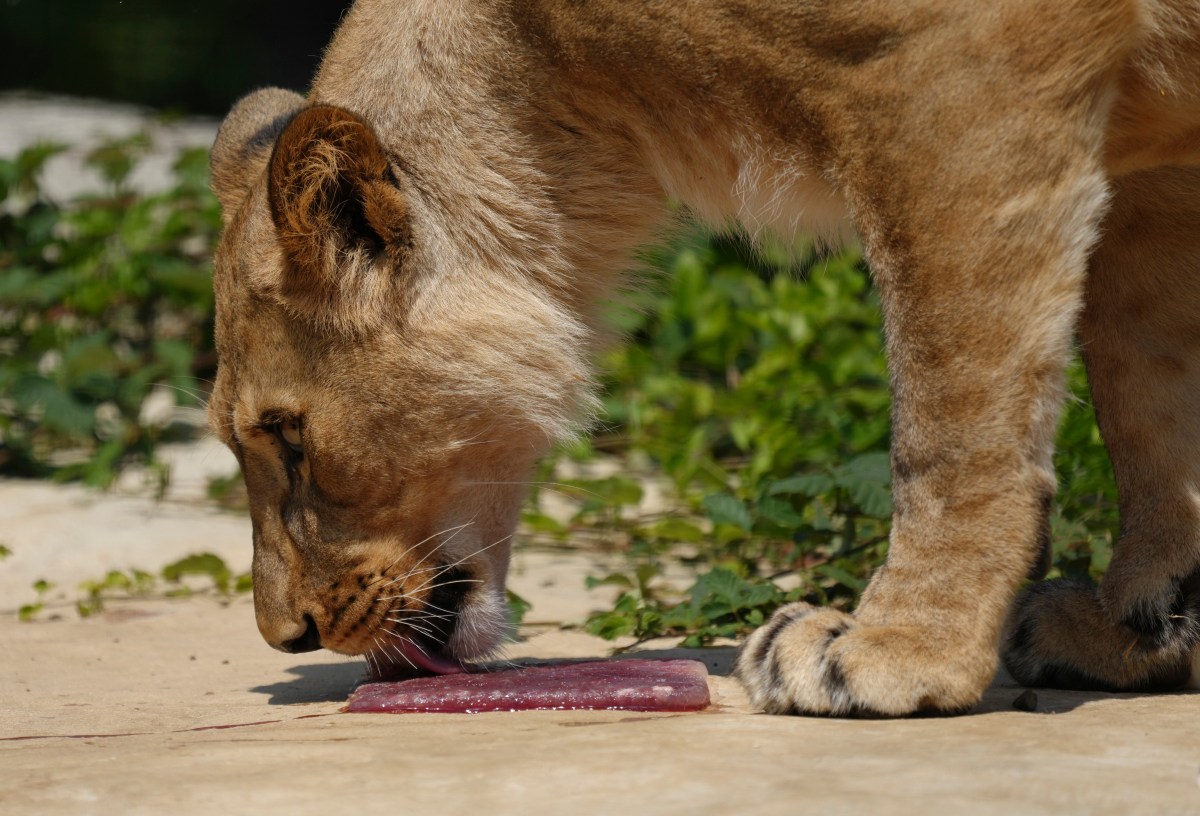Polémica: zoológico de Dinamarca quiere alimentar a sus depredadores con mascotas "donadas"