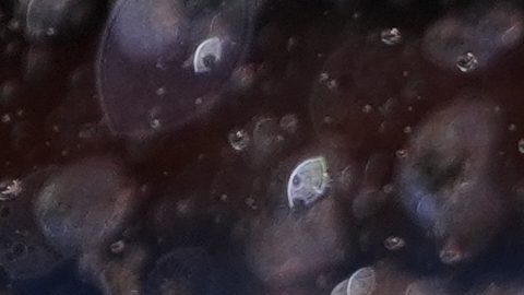 Atleta italiano Mattia Debertolis muere tras desplomarse durante los Juegos Mundiales de Chengdú