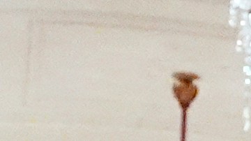 Trump señaló que la prioridad es la prevención de más muertes.