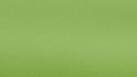 Ardilla entrando al campo del Yankee Stadium.