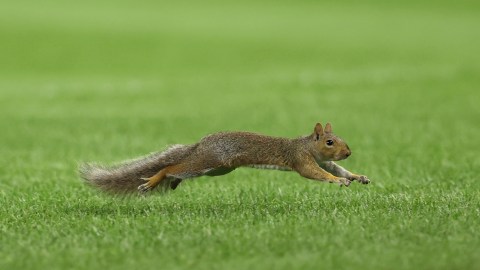 Ardilla entrando al campo del Yankee Stadium.