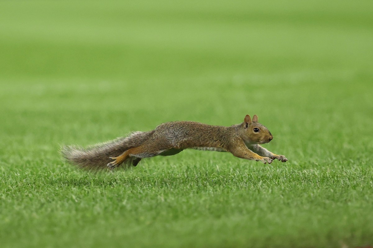 Un invitado sorpresa en el Yankee Stadium: una ardilla se roba el show al invadir el campo (VIDEO)