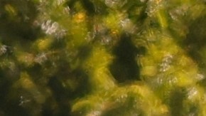 El FBI identificó al atacante como Robin Westman, de 23 años.