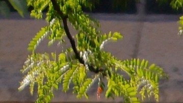 De los 17 heridos, 14 son menores de edad.